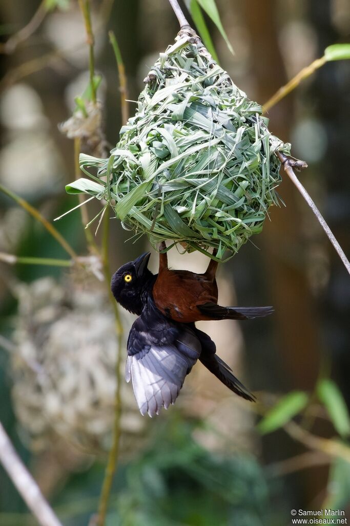 Chestnut-and-black Weaver male adult, Reproduction-nesting