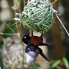 Tisserin noir et marron
