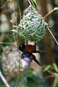 Chestnut-and-black Weaver