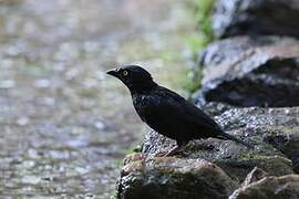 Vieillot's Black Weaver