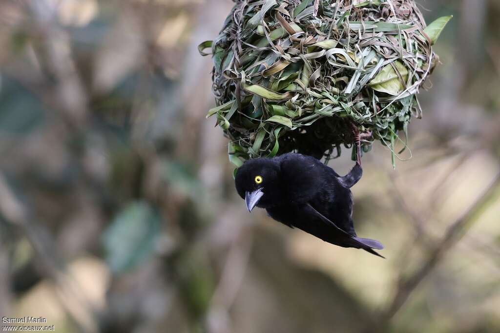 Vieillot's Black Weaver male adult, pigmentation