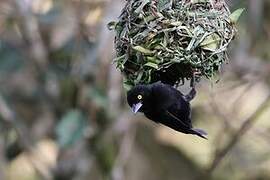 Vieillot's Black Weaver