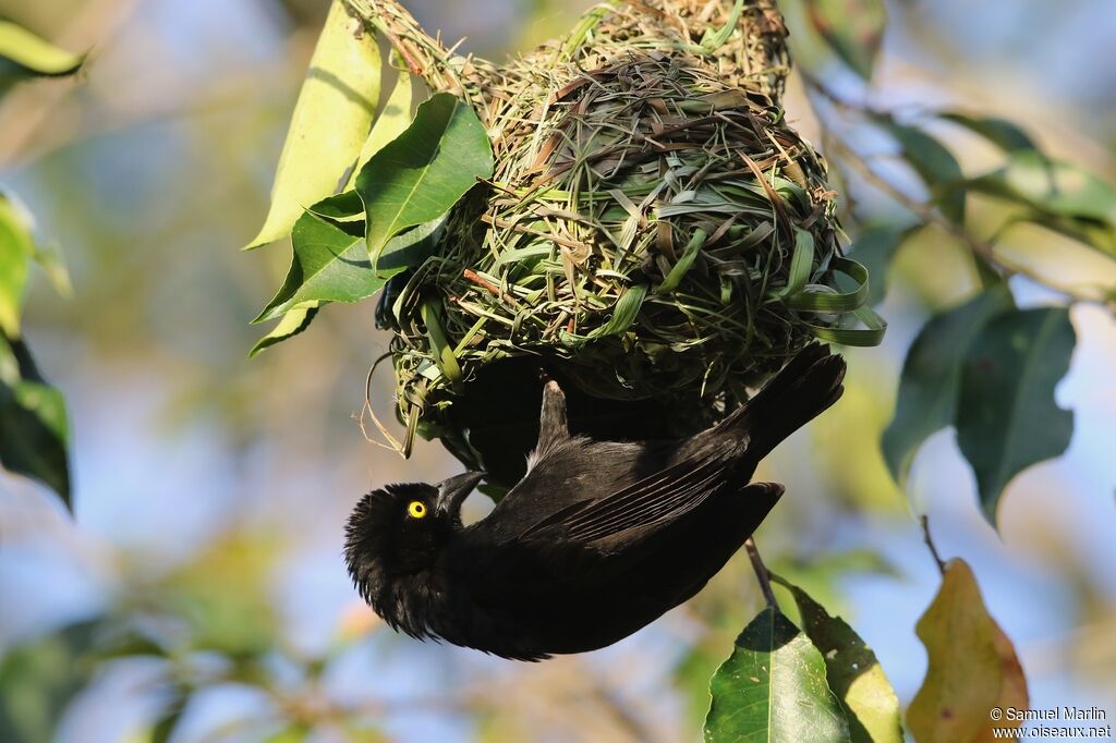 Vieillot's Black Weaveradult