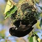 Tisserin noir
