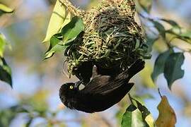 Vieillot's Black Weaver