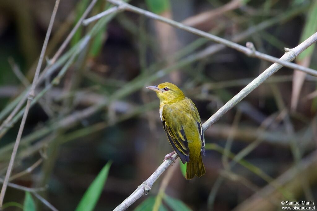 Orange Weaver female adult