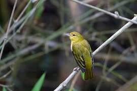 Orange Weaver