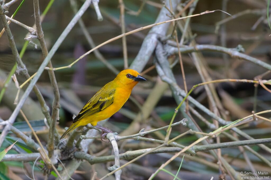 Orange Weaver male adult