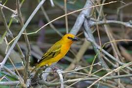 Orange Weaver