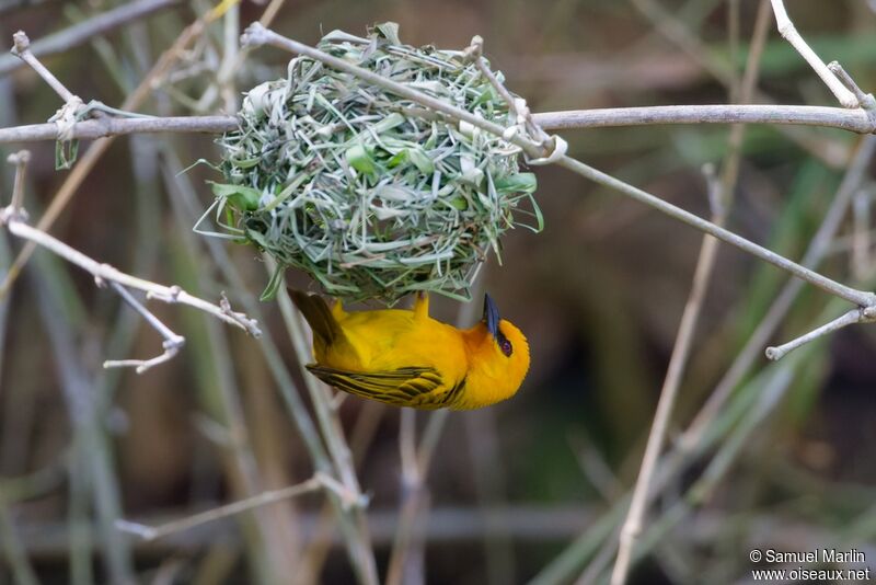 Orange Weaver male adult, Reproduction-nesting