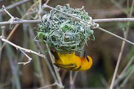 Orange Weaver