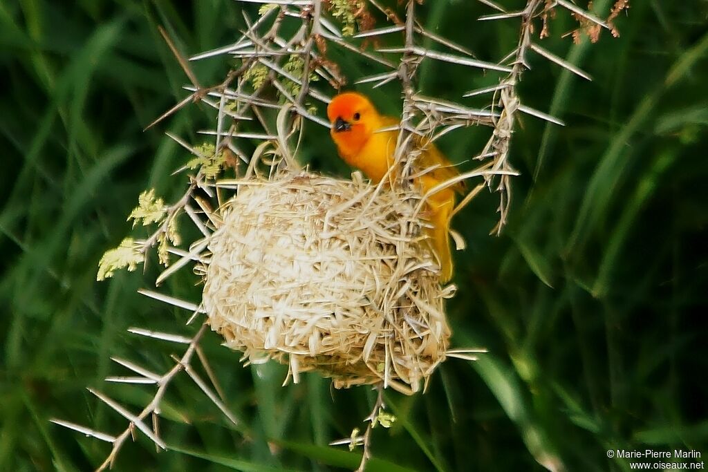 Golden Palm Weaveradult