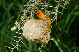 Golden Palm Weaver