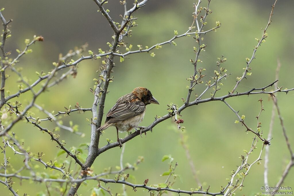 Chestnut Weaver male adult