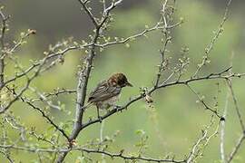 Chestnut Weaver