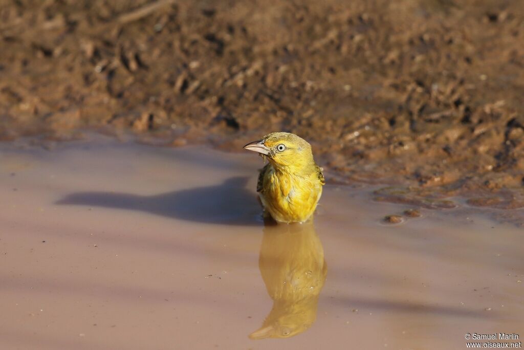 Holub's Golden Weaver