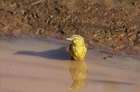 Holub's Golden Weaver