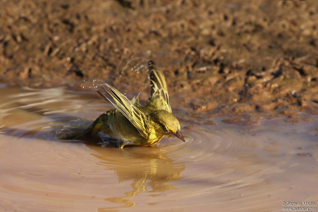 Holub's Golden Weaveradult