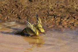 Holub's Golden Weaver