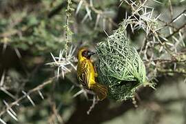 Vitelline Masked Weaver