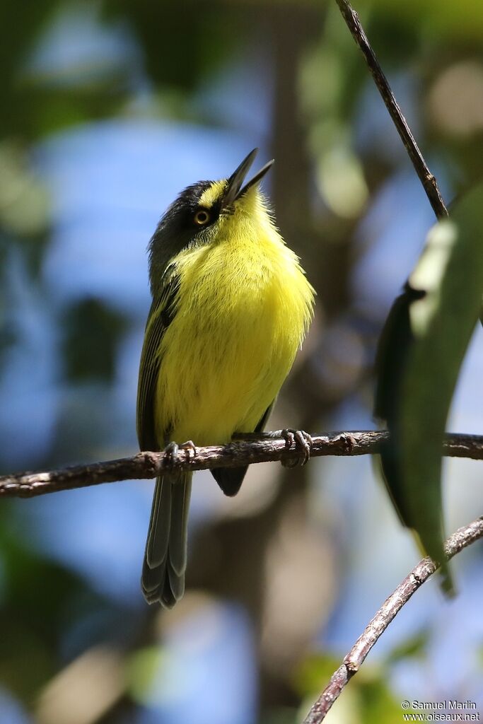 Yellow-lored Tody-Flycatcheradult