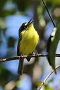 Yellow-lored Tody-Flycatcher