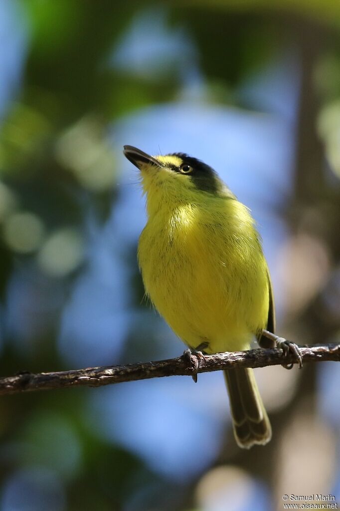 Yellow-lored Tody-Flycatcheradult