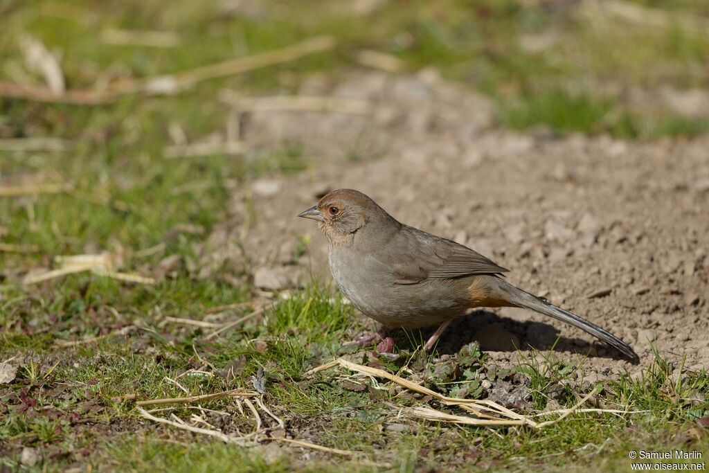 California Towheeadult