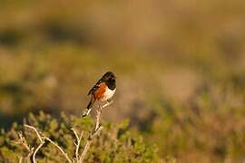 Spotted Towhee