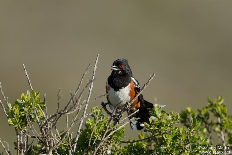 Spotted Towheeadult