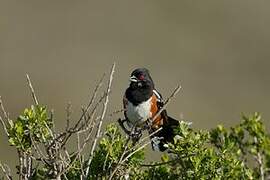 Spotted Towhee