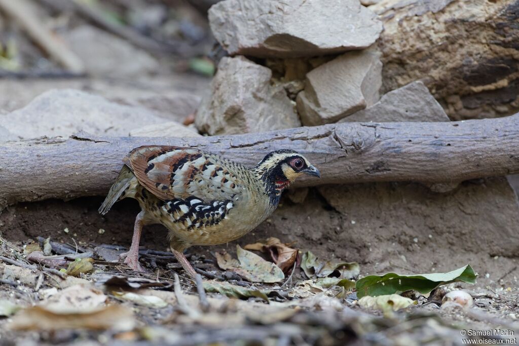 Bar-backed Partridge