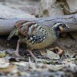 Torquéole à poitrine brune