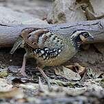 Torquéole à poitrine brune