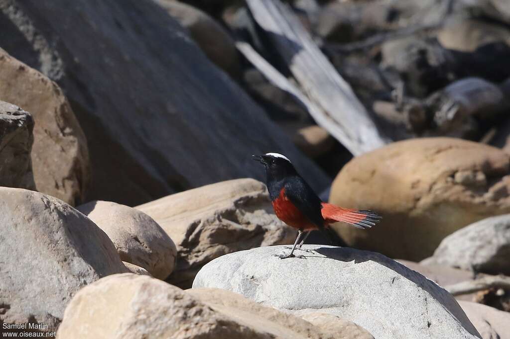 White-capped Redstartadult, habitat