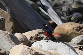 White-capped Redstart