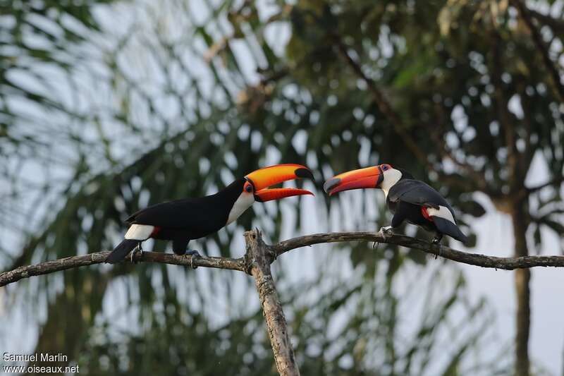 Toucan tocoadulte, camouflage, Comportement