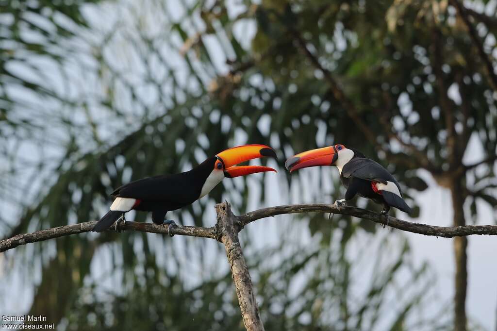 Toco Toucanadult, camouflage, Behaviour