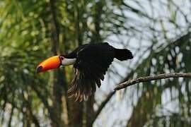 Toco Toucan