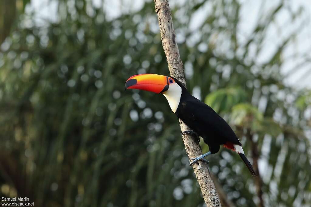 Toucan tocoadulte, identification