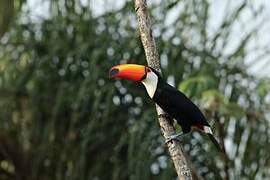 Toco Toucan