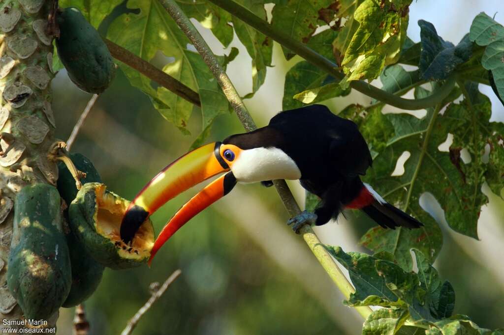 Toucan tocoadulte, mange