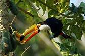 Toucan toco