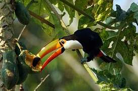 Toco Toucan