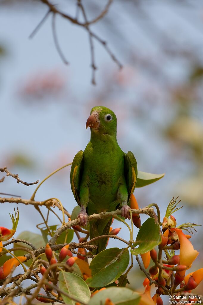 Yellow-chevroned Parakeetadult