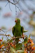 Yellow-chevroned Parakeet