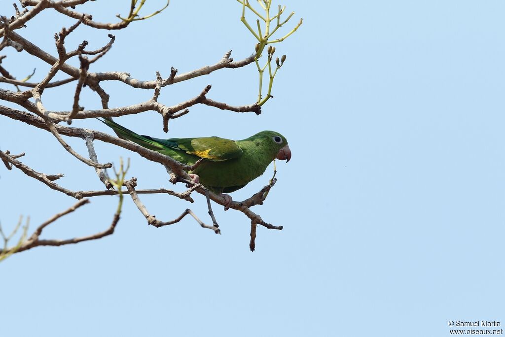 Yellow-chevroned Parakeetadult