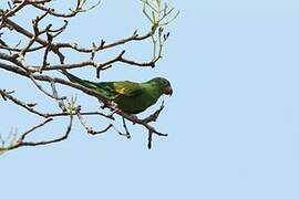 Yellow-chevroned Parakeet