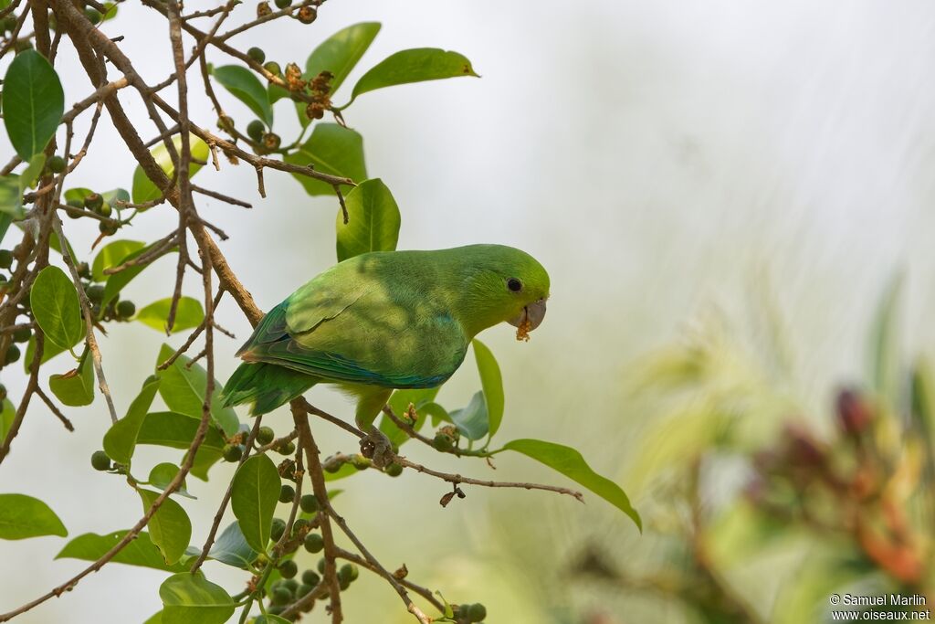 Cobalt-rumped Parrotlet