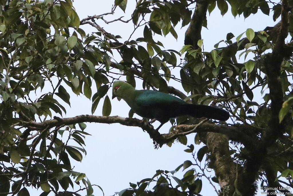 Black-billed Turaco